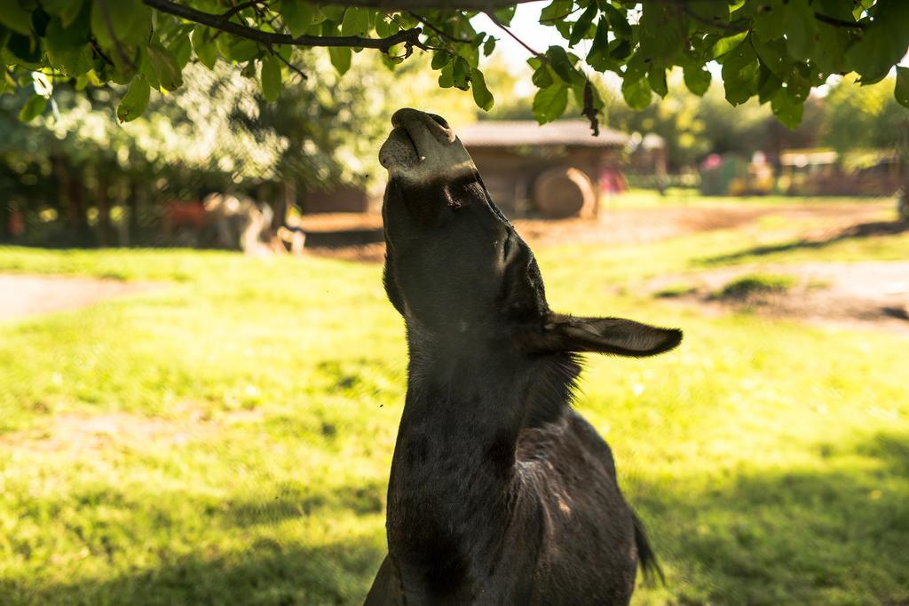 Vakantieboerderij Tre Rondini *